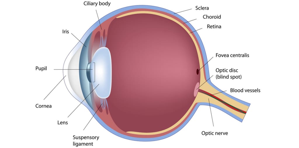 The Science Of Eyeglasses Williams Eye Works